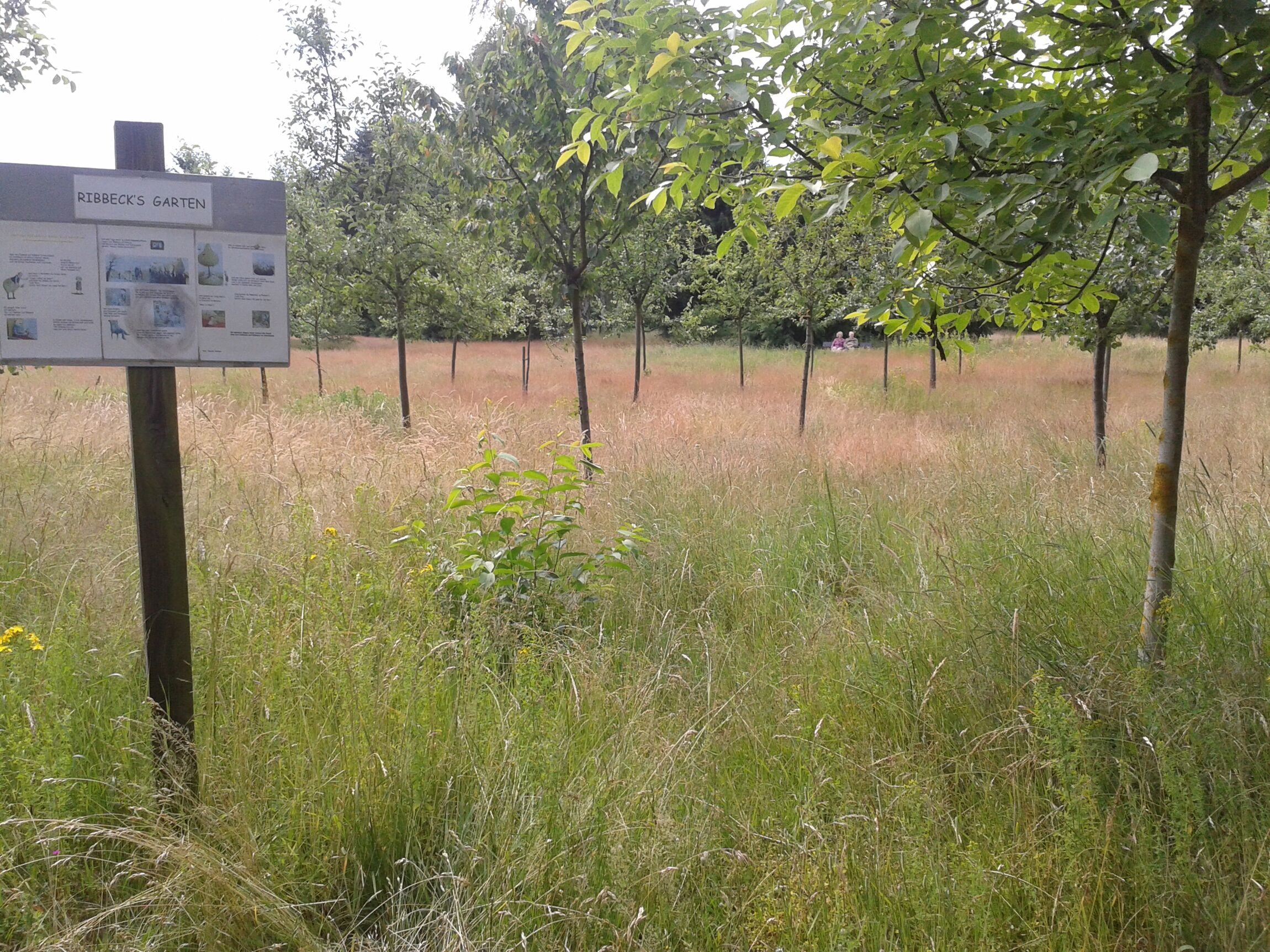 Obstbaumwiese als Bestattungsfeld