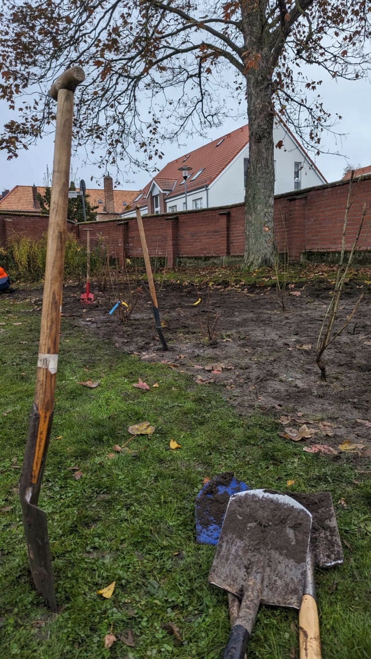 Pflanzung Neuanlage Vogelnährgehölzen. Foto: Thal Jochmann