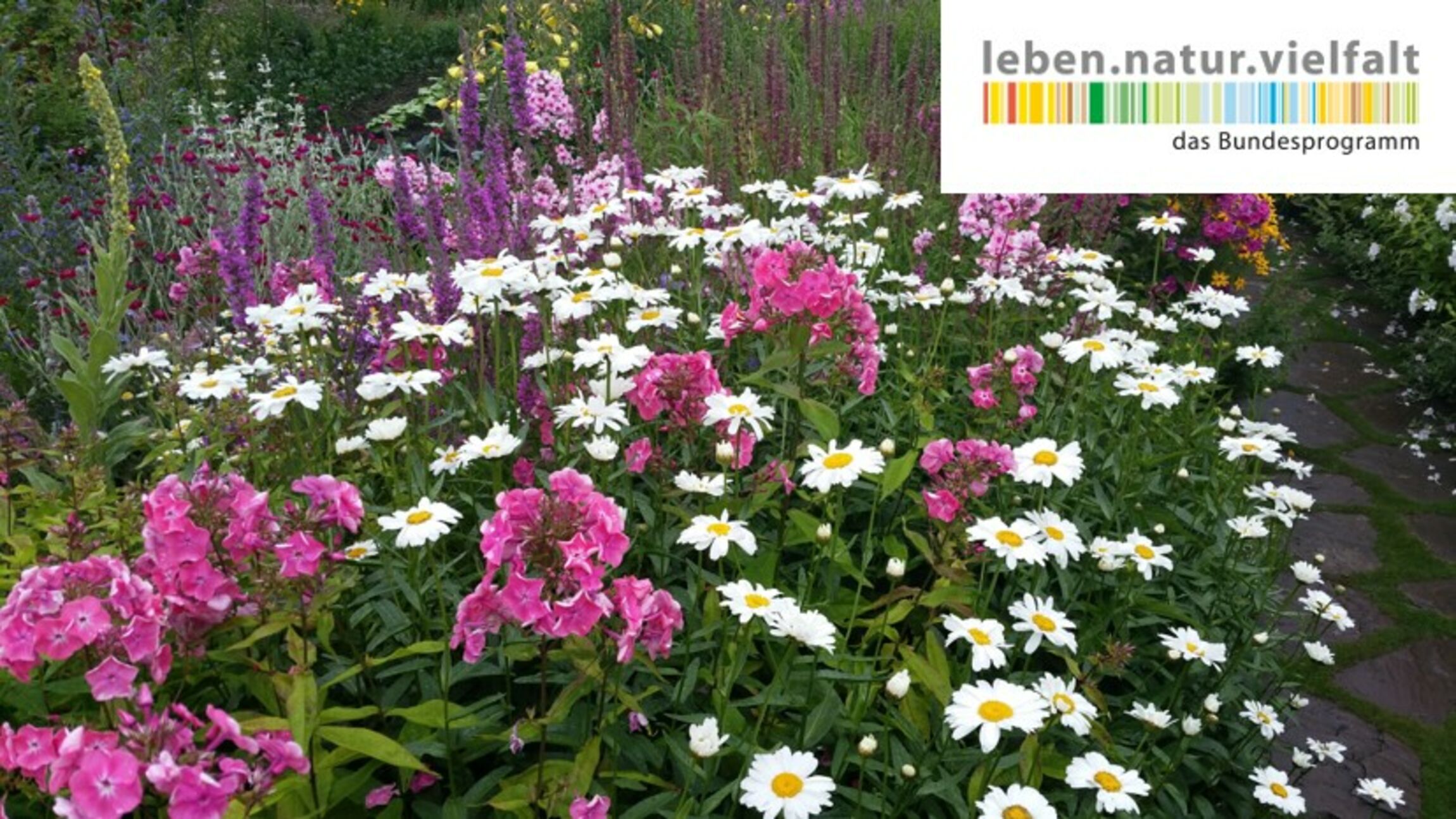 Insektenförderndes Staudenbeet. Foto: Mona Gharib