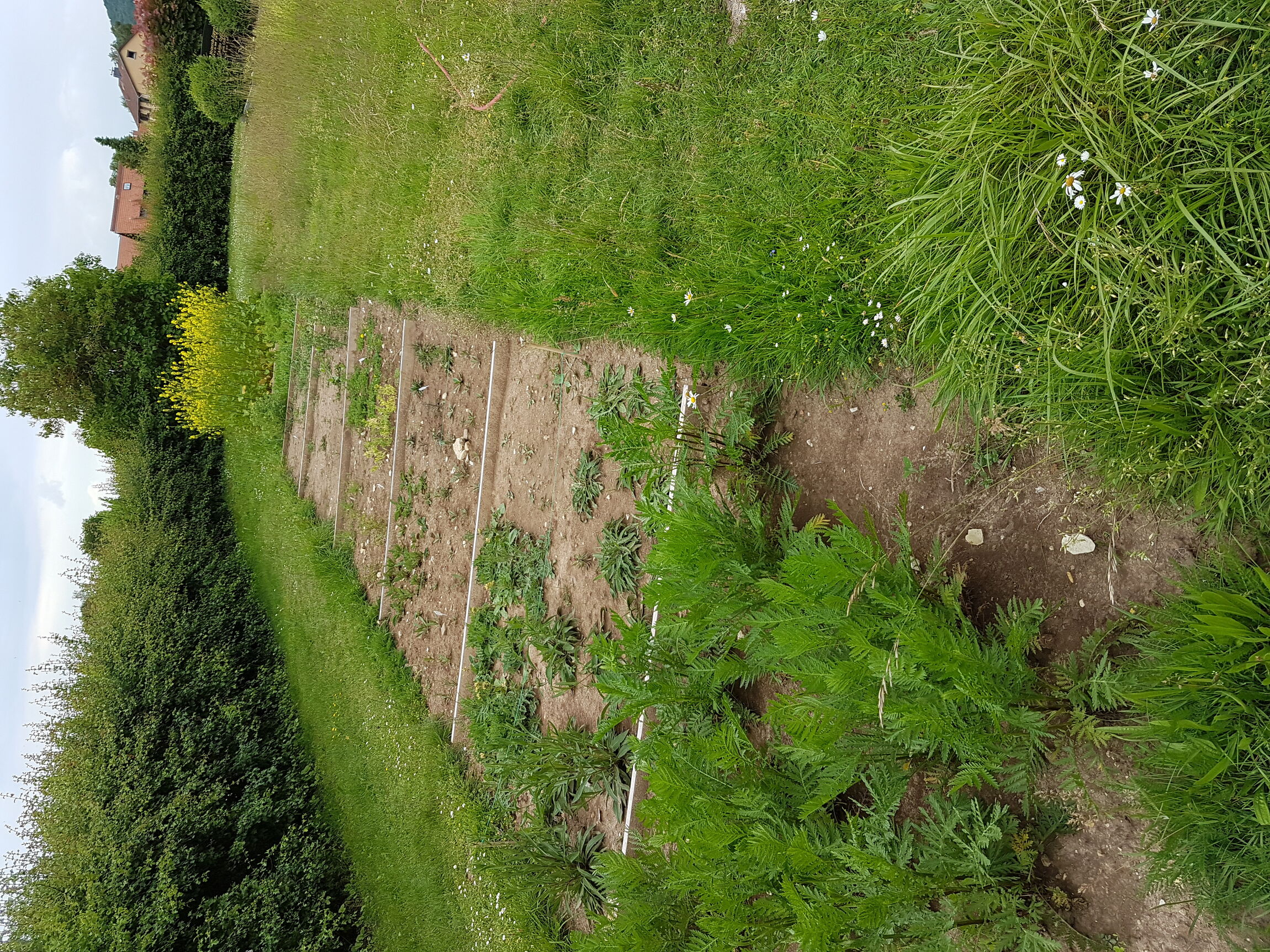 Überblick Friedhof Artenvielfalt