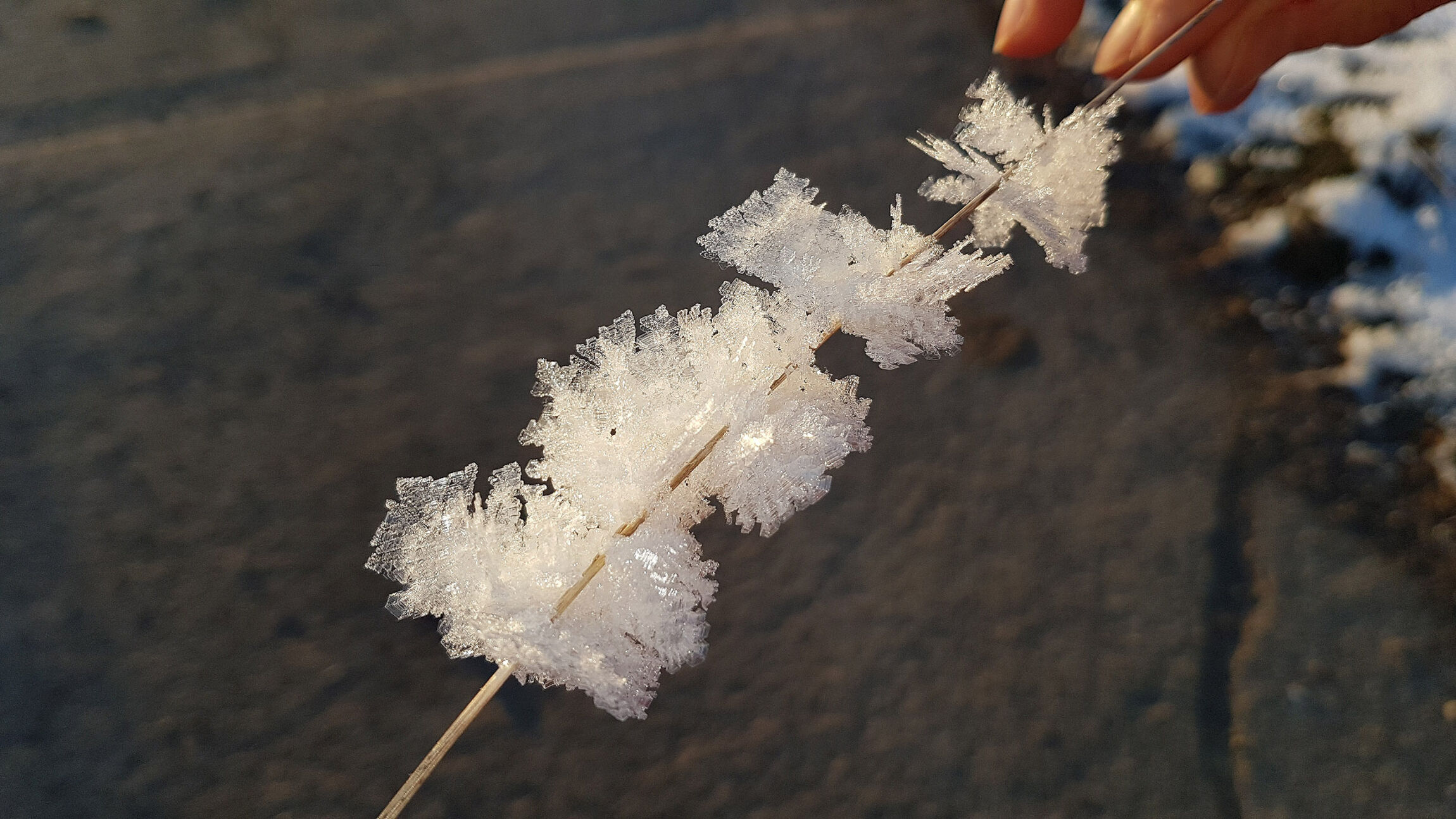 Wunder im Kleinen (Foto: L. Heinke)