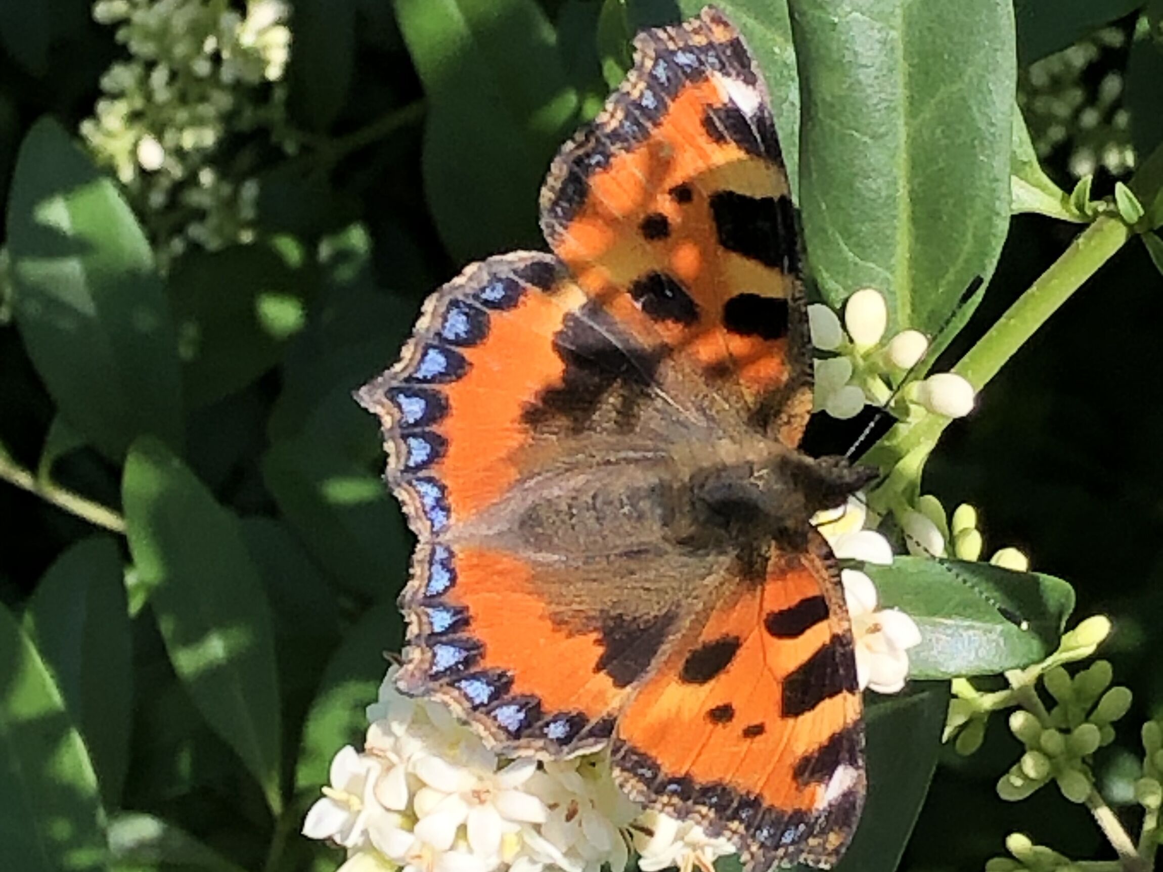 Schillerfalter -orange, schwarz und blau sitzt auf eine Blume