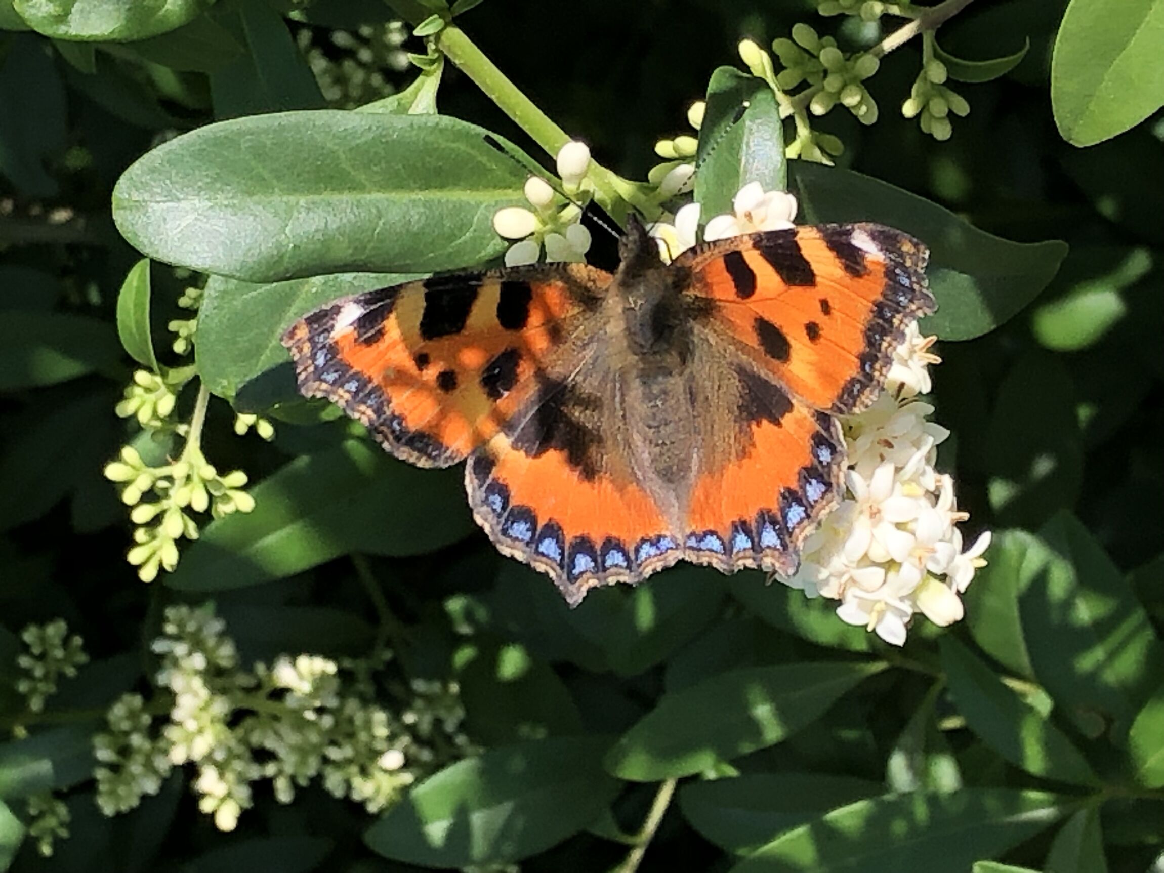 Schillerfalter -orange, schwarz und blau sitzt auf eine Blume