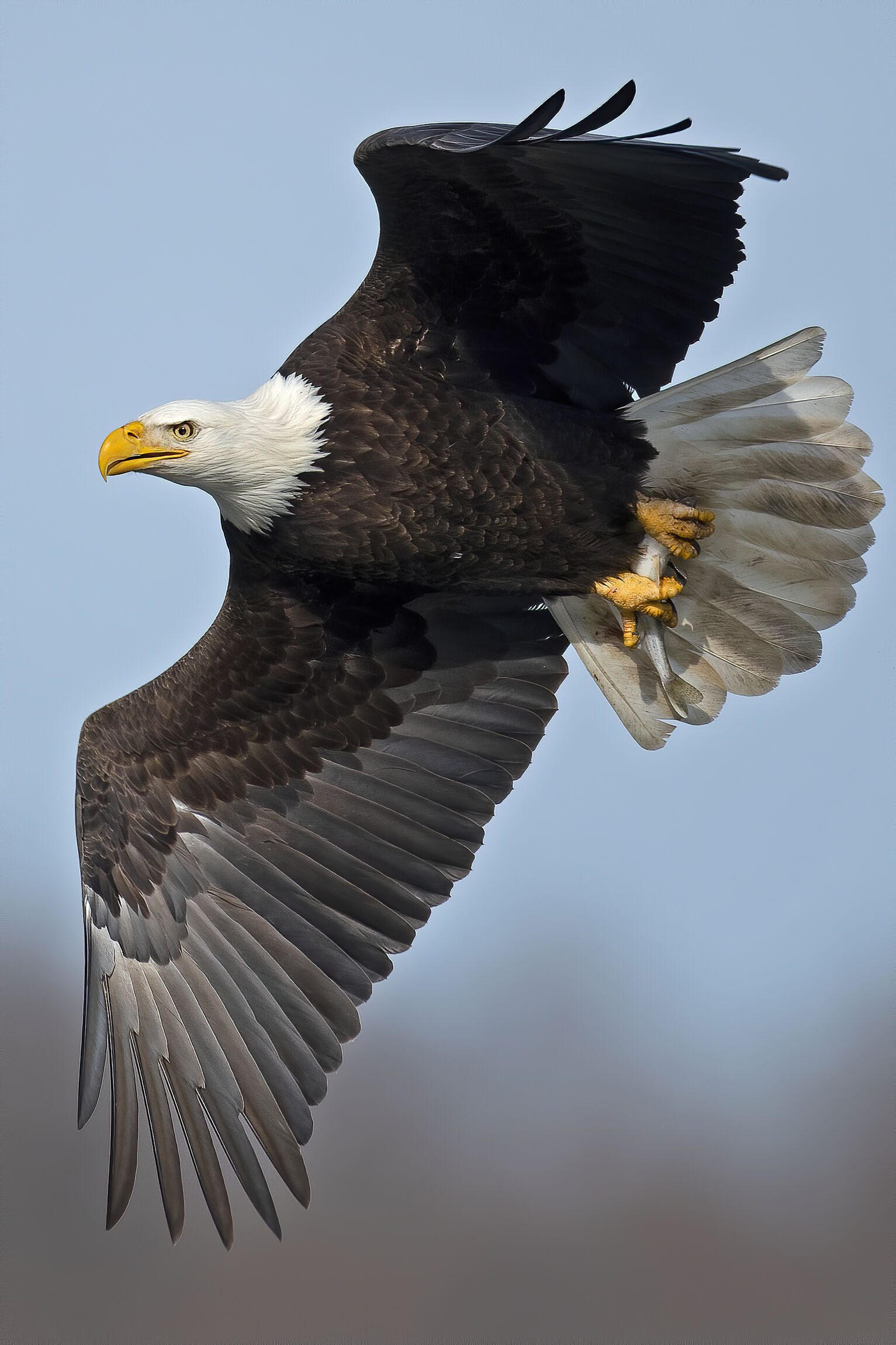 Nahaufnahme Adler im Flug von unten mit ausgebreiteten Flügel
