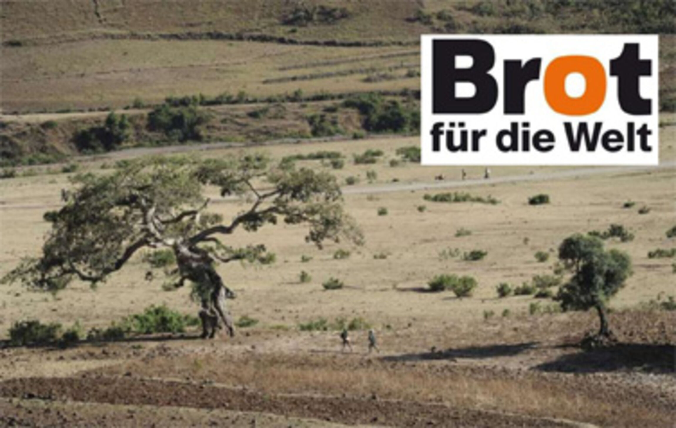 Seit 1900 ist der bewaldete Anteil Äthiopiens von 40 auf unter fünf Prozent geschrumpft. Foto: Christof Krackhardt