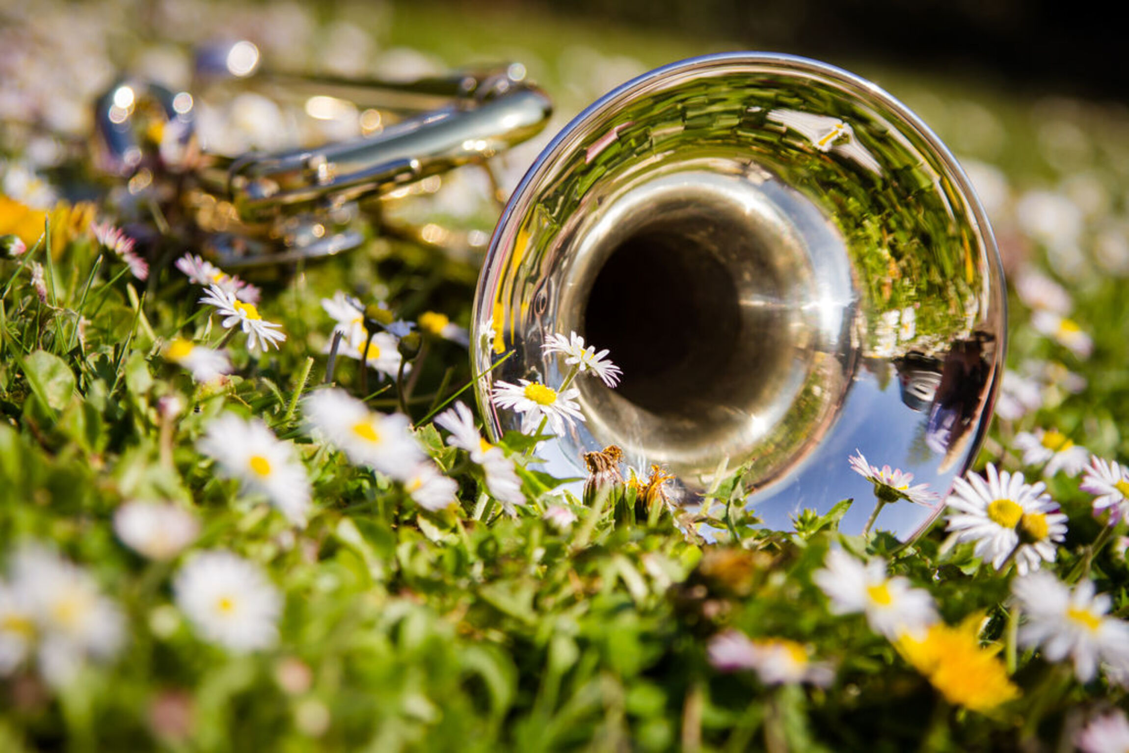 Trompete auf Sommerwiese