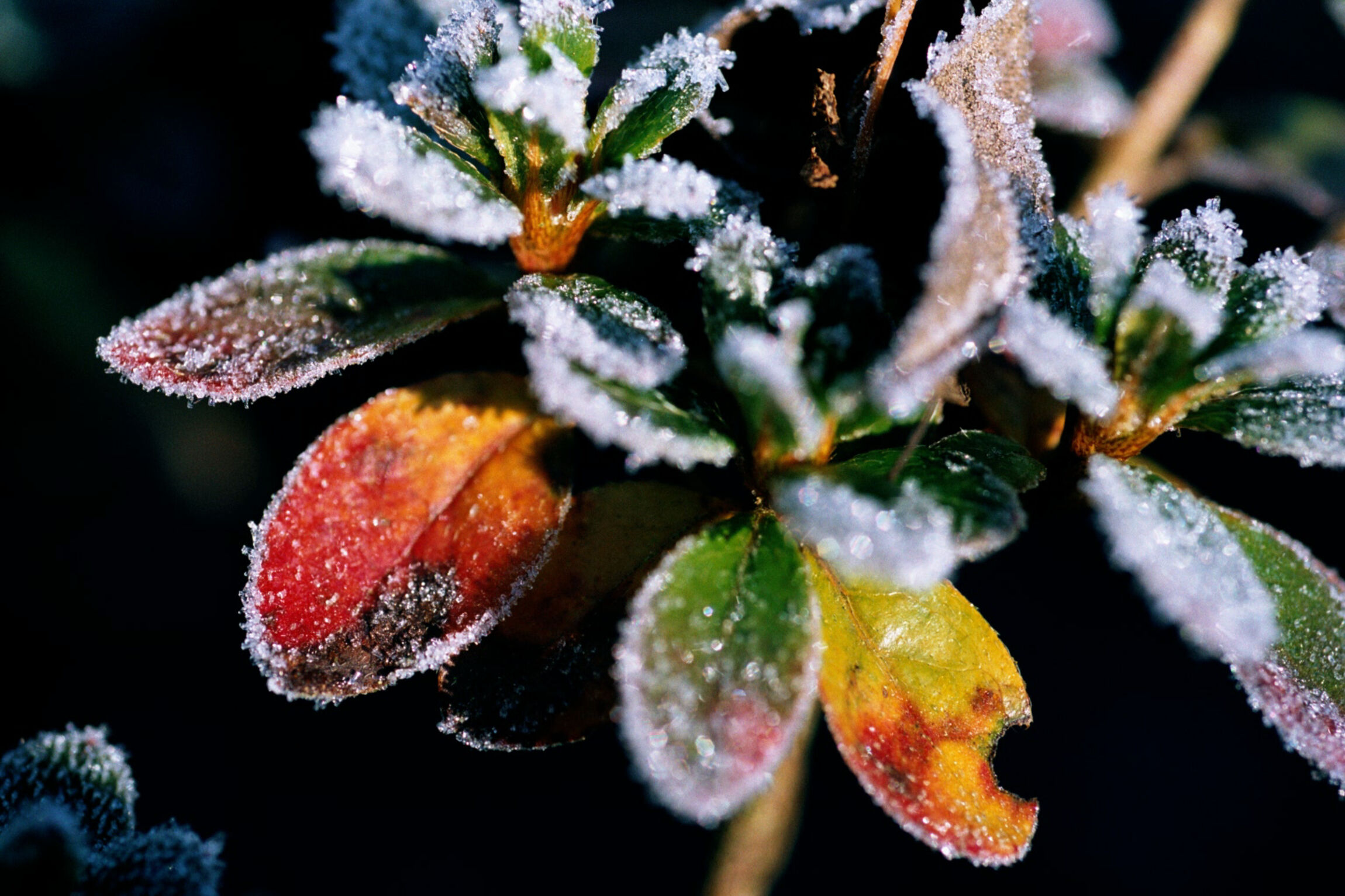 Herbstlaub mit Raureifüberzug