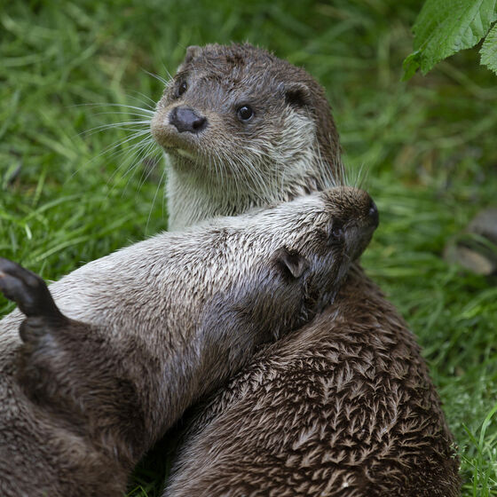 Foto: OTTER-ZENTRUM