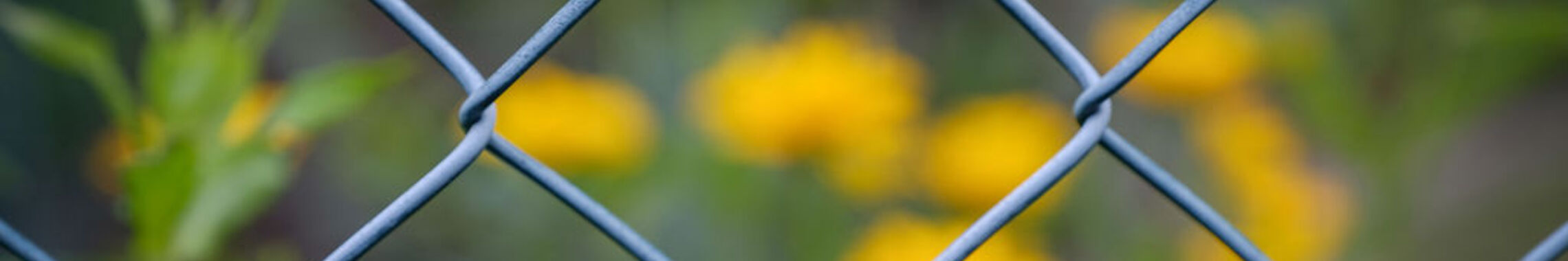 Maschendrahtzaun Löwenzahn