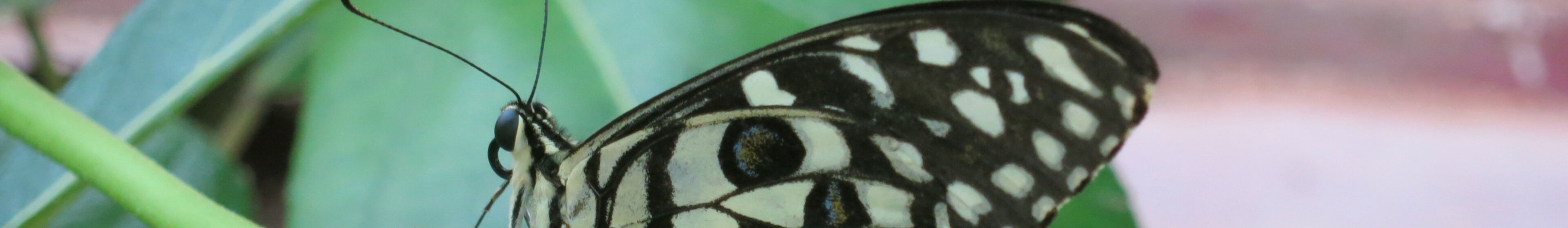 Schmetterling