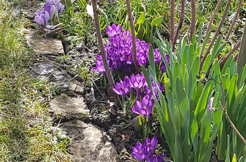Frühling (Foto: L. Heinke)