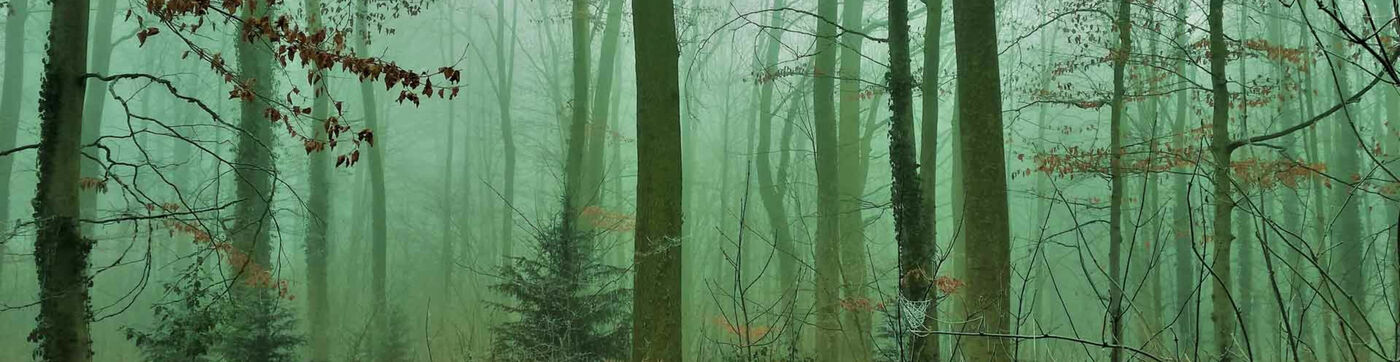Wald im Film 