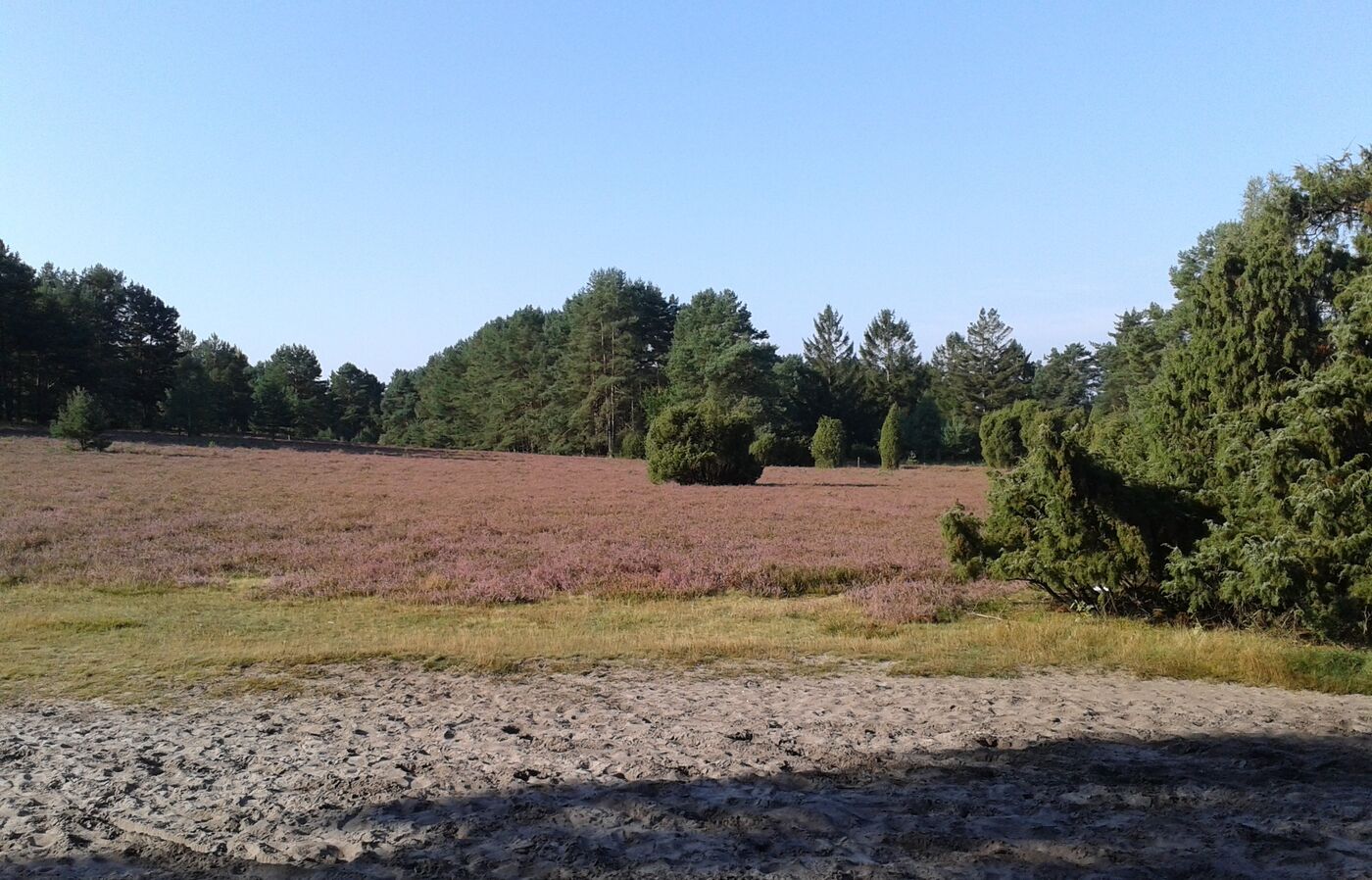 Misselhorner Heide © Service Agentur, Gabi Gust