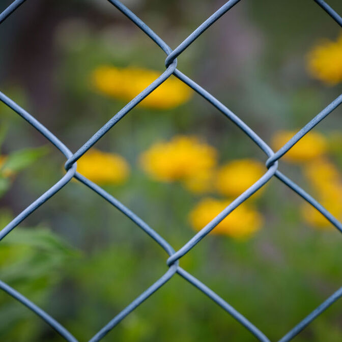 Maschendrahtzaun Löwenzahn